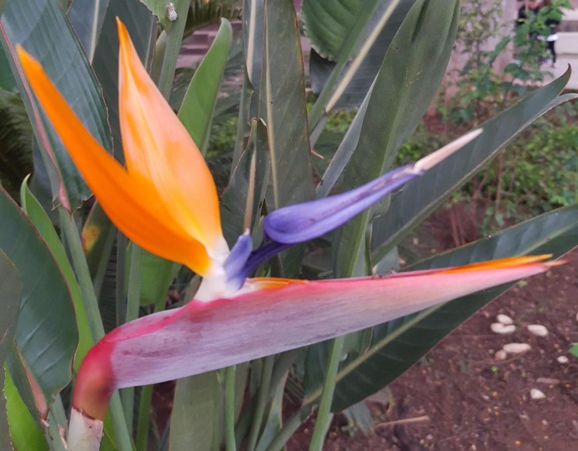 קונה Pitaya Suites מראה חיצוני תמונה