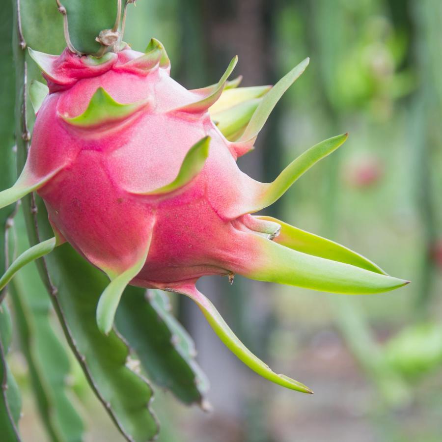 קונה Pitaya Suites מראה חיצוני תמונה